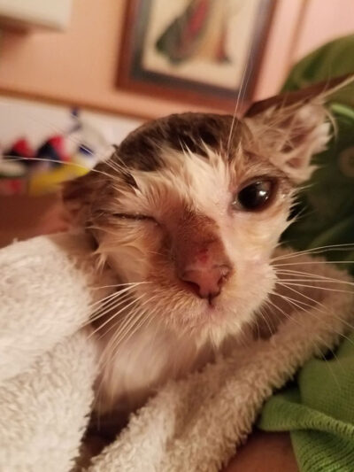 This kitten is clearly not happy about getting a bath