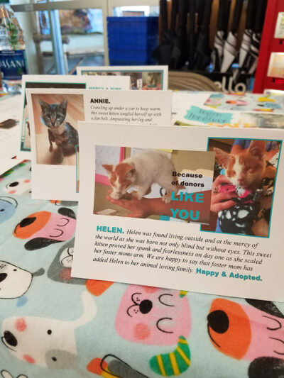 Two of our kitties that came to us in crisis