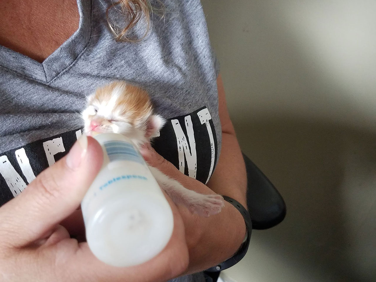 Round the clock feeding with neonatal kittens