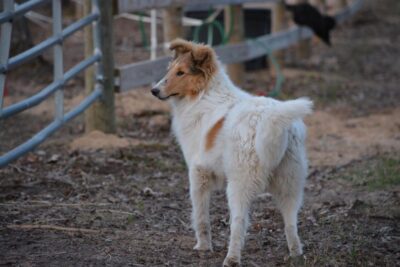 WILLOW, adopted by Chris & Martha Galea (West Branch) WILLOW, adopted by Chris & Martha Galea (West Branch)