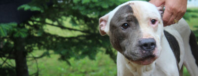 A Day in the Life of a Rescue