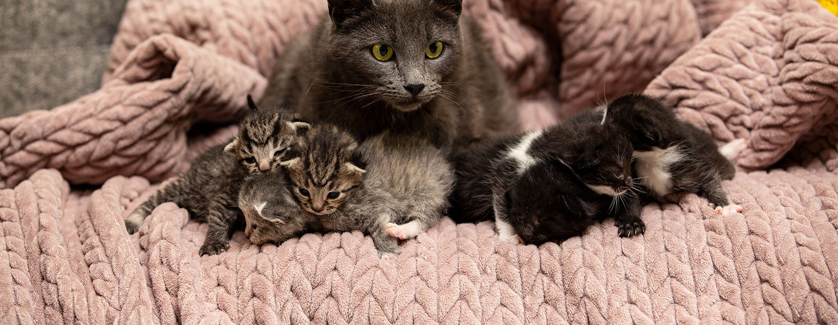 Adopt and Cat or Kitten