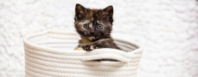 Sponsor a Claws and Paws Rescue Animal